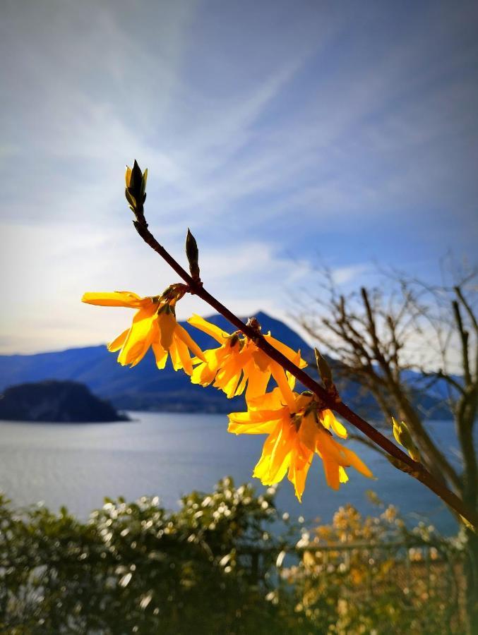 Ortensia Lake Como - Perfect For Couple And Pets Varenna Dış mekan fotoğraf